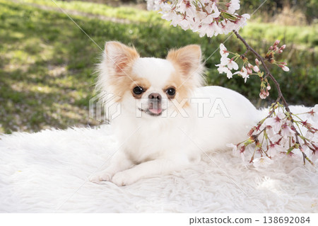 A Chihuahua smiling with cherry blossoms 138692084