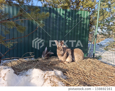 Two brown rabbits on hay and snow in an outdoor enclosure on a sunny day Two brown rabbits on hay and snow in an outdoor enclosure on a sunny day 138692161