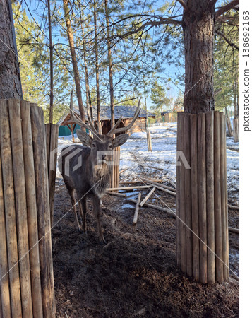 Majestic sika deer with large antlers looking at the camera in a snowy forest enclosure 138692163