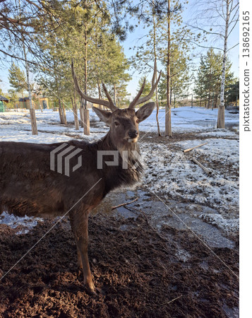 Majestic stag with large antlers in a muddy, snowy enclosure Majestic stag with large antlers in a muddy, snowy enclosure 138692165
