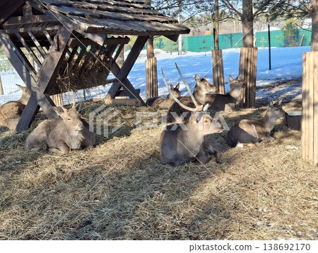 A herd of sika deer resting on hay in a zoo enclosure on a sunny day 138692170