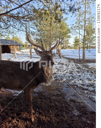 Large deer stag with antlers in a muddy enclosure with melting snow during spring 138692174