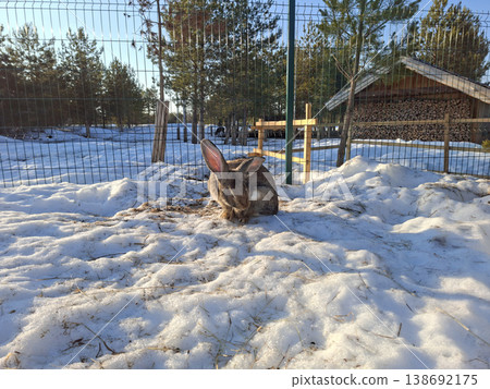 A brown rabbit grooming itself in the snow on a sunny winter day at a farm A brown rabbit grooming itself in the snow on a sunny winter day at a farm 138692175