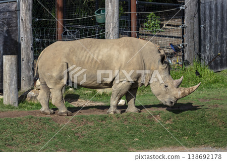 Photograph of a Rhinoceros walking in a field while looking for food 138692178