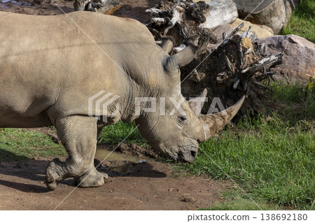 Photograph of a Rhinoceros walking in a field while looking for food Photograph of a Rhinoceros walking in a field while looking for food 138692180