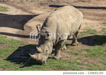 Photograph of a Rhinoceros walking in a field while looking for food 138692185