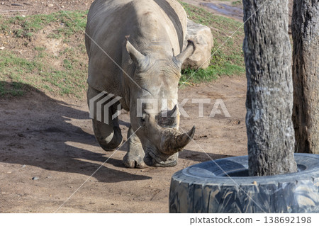 Photograph of a Rhinoceros walking in a field while looking for food 138692198