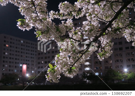 Floating cherry blossoms and residential area Floating cherry blossoms and residential area 138692207