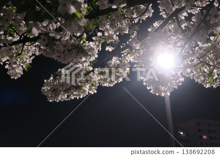 Look up at the cherry blossoms at night Look up at the cherry blossoms at night 138692208