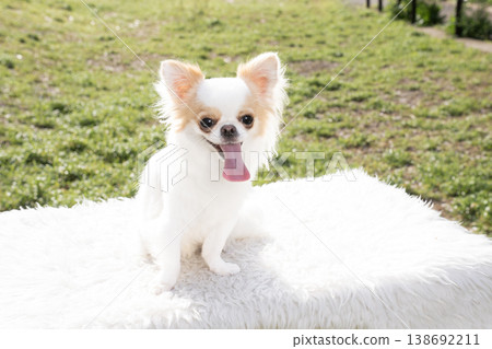 Laughing Chihuahuas Laughing Chihuahuas 138692211