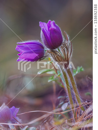 Wild Pasque flowers blooming in the field 138692388
