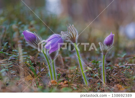 Wild Pasque flowers blooming in the field 138692389