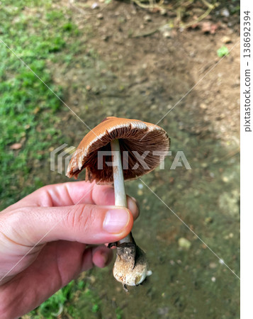 Freshly foraged edible straw mushroom held in hand in a tropical garden Freshly foraged edible straw mushroom held in hand in a tropical garden 138692394