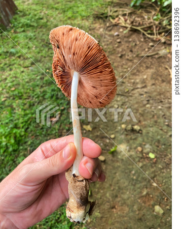 textured cap and volva of a Volvariella mushroom against a green blurred background textured cap and volva of a Volvariella mushroom against a green blurred background 138692396