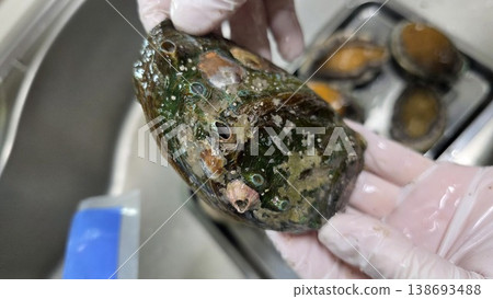high quality fresh raw abalone high quality fresh raw abalone 138693488