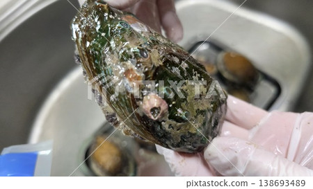 high quality fresh raw abalone 138693489
