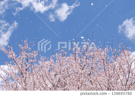 春日公園，櫻花在藍天下隨風搖曳。 138693780