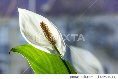close-up of a spathiphyllum flower blooming in the house 138694034