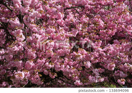 Pink cherry blossom flowers covering tree branches with dense bloom and natural light, spring floral background. Spring flowers, floral texture, seasonal background, decorative design, nature Pink cherry blossom flowers covering tree branches with dense bloom and natural light, spring floral background. Spring flowers, floral texture, seasonal background, decorative design, nature 138694096