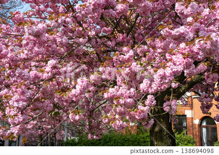 Pink cherry blossom tree branches in bloom with sunlight and urban background, spring flowering tree detail. Spring flowers, seasonal background, floral texture, nature marketing, decorative design Pink cherry blossom tree branches in bloom with sunlight and urban background, spring flowering tree detail. Spring flowers, seasonal background, floral texture, nature marketing, decorative design 138694098