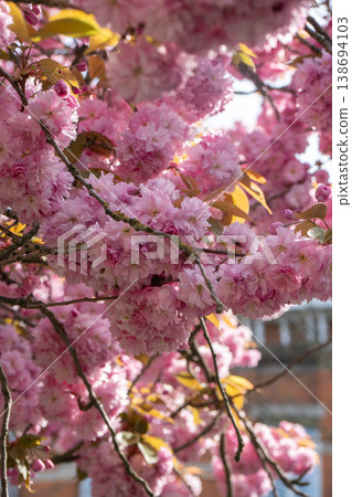 Pink cherry blossom flowers on tree branches with sunlight and soft background, spring blooming trees in urban environment. Spring flowers, seasonal background, nature detail, floral texture, outdoor Pink cherry blossom flowers on tree branches with sunlight and soft background, spring blooming trees in urban environment. Spring flowers, seasonal background, nature detail, floral texture, outdoor 138694103