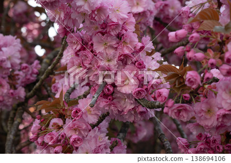 Pink cherry blossom flowers covering tree branches with dense bloom and natural light, spring floral background. Spring flowers, floral texture, seasonal background, decorative design, nature Pink cherry blossom flowers covering tree branches with dense bloom and natural light, spring floral background. Spring flowers, floral texture, seasonal background, decorative design, nature 138694106