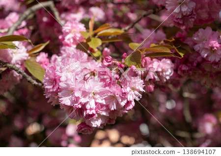 Pink cherry blossom flowers on tree branch in spring with soft background and natural light. Cherry blossom, spring flowers, blooming branch, seasonal trees, urban nature Pink cherry blossom flowers on tree branch in spring with soft background and natural light. Cherry blossom, spring flowers, blooming branch, seasonal trees, urban nature 138694107