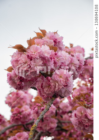 Pink cherry blossom flowers on tree branch in spring with soft background and natural light. Cherry blossom, spring flowers, blooming branch, seasonal trees, urban nature Pink cherry blossom flowers on tree branch in spring with soft background and natural light. Cherry blossom, spring flowers, blooming branch, seasonal trees, urban nature 138694108