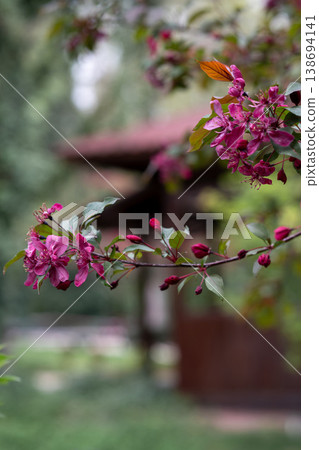 Crabapple Blossoms with Japanese Style Building in Background. Soft Spring Mood. Vertical. Crabapple Blossoms with Japanese Style Building in Background. Soft Spring Mood. Vertical. 138694141