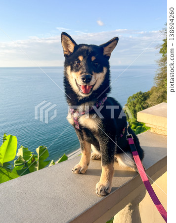 A happy Shiba Inu dog sits on a balcony overlooking the ocean and the sunset over the beach. A happy Shiba Inu dog sits on a balcony overlooking the ocean and the sunset over the beach. 138694260