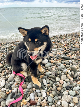 A black Shiba Inu dog sits on a rocky beach by the sea under a dramatic cloudy sky. A black Shiba Inu dog sits on a rocky beach by the sea under a dramatic cloudy sky. 138694261