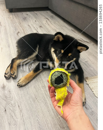 Black Shiba Inu dog chewing toy at home on wooden floor Black Shiba Inu dog chewing toy at home on wooden floor 138694265