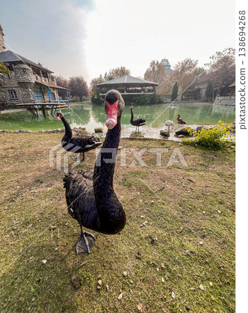 Black swans at lake with church and bridge in Etno Selo Stanisici, Bosnia and Herzegovina 138694268