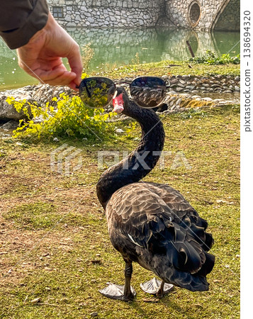 Black swans at lake and bridge in Etno Selo Stanisici, Bosnia and Herzegovina Black swans at lake and bridge in Etno Selo Stanisici, Bosnia and Herzegovina 138694320