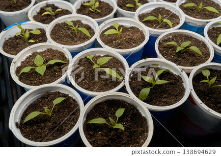 Seed Trays Monitored. Seedling Development Monitored With Sensors And Detailed Record Keeping Seed Trays Monitored. Seedling Development Monitored With Sensors And Detailed Record Keeping 138694629