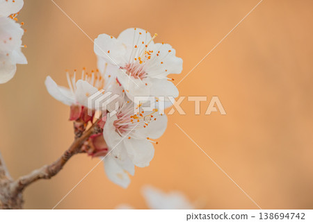 Apricot tree in spring in bloom. White flowers of the tree against the background of the wall. Apricot tree in spring in bloom. White flowers of the tree against the background of the wall. 138694742