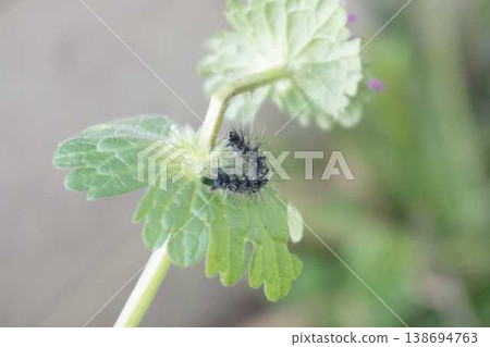 The larvae of the mulberry leaf moth are eating leaves. The larvae of the mulberry leaf moth are eating leaves. 138694763