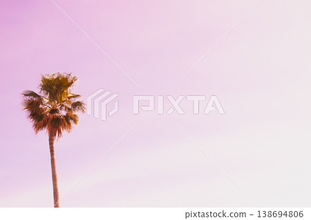 Lone palm silhouette stands against a soft pink sunset sky. Pastel gradient clouds and tropical leaves create a dreamy minimalist background for luxury summer branding Lone palm silhouette stands against a soft pink sunset sky. Pastel gradient clouds and tropical leaves create a dreamy minimalist background for luxury summer branding 138694806