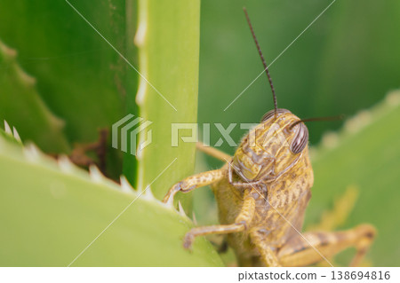 Close-up of Egyptian locust on aloe leaf with detailed exoskeleton, striped eyes, natural camouflage colors and soft focused background, perfect for biology, agriculture and ecology themes Close-up of Egyptian locust on aloe leaf with detailed exoskeleton, striped eyes, natural camouflage colors and soft focused background, perfect for biology, agriculture and ecology themes 138694816