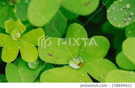 Fresh dewdrops resting on smooth emerald oxalis leaves after spring rain, creating sparkling prism-like reflections and a vibrant macro view of Mediterranean morning purity 138694822