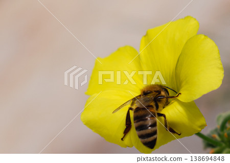 Minimalist macro photography of a honeybee on a yellow oxalis flower with abundant negative space. This clean composition features sharp insect details on soft petals 138694848