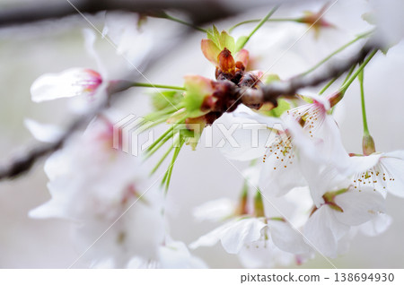 Sakura I saw someday Sakura I saw someday 138694930