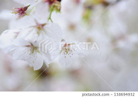 有一天看到的櫻花 138694932