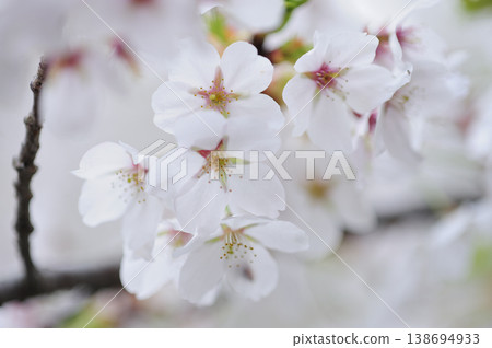 有一天看到的櫻花 138694933