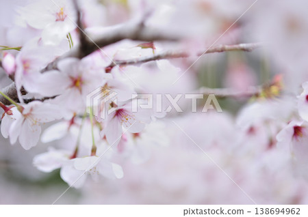 Sakura I saw someday Sakura I saw someday 138694962