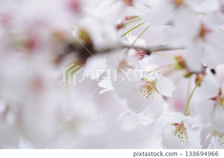 Sakura I saw someday Sakura I saw someday 138694966