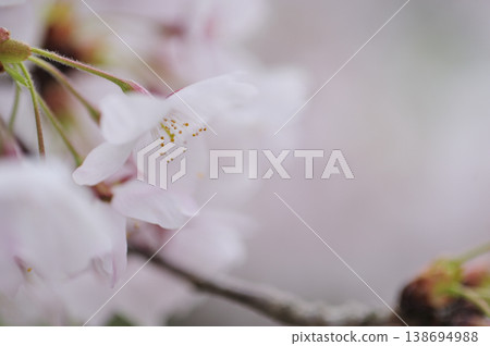 Sakura I saw someday Sakura I saw someday 138694988