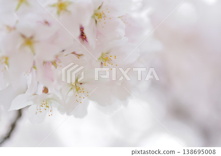 有一天看到的櫻花 有一天看到的櫻花 138695008