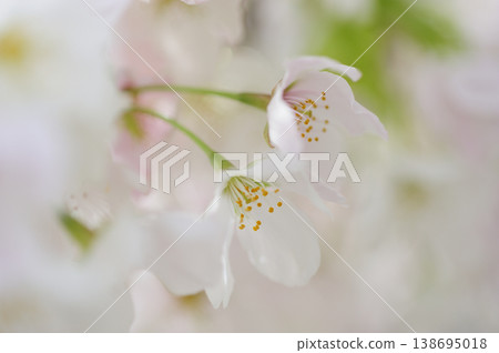 Sakura I saw someday Sakura I saw someday 138695018