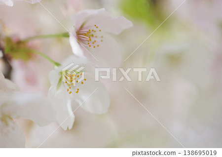 Sakura I saw someday Sakura I saw someday 138695019
